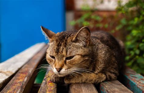 Cute Bored Sleepy Cat Lies On A Old Bench Stock Photo Image Of