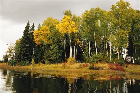 Birch And Pine Trees Along A Lake Photograph By Raymond Gehman