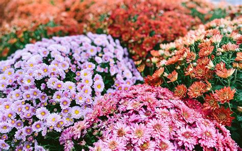 Chrysanthemum Plant Care