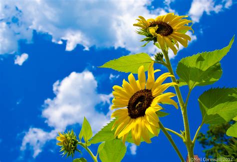 Sunflower Photo During Daytime Sunflowers Hd Wallpaper Wallpaper Flare