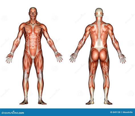 Illustrazione Anatomia Maschio Illustrazione Di Stock Illustrazione