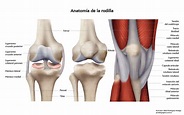 Lesiones del menisco de la rodilla. Características y tratamiento ...