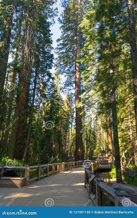 Giant Sequoias At Yosemite National Park Stock Photo Image Of Giant