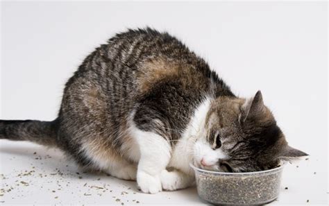 When a cat smells catnip it actually smells the nepetalactone present in the leaves and stems of the minty plant. How Does Catnip Work Its Magic on Cats? - Scientific American