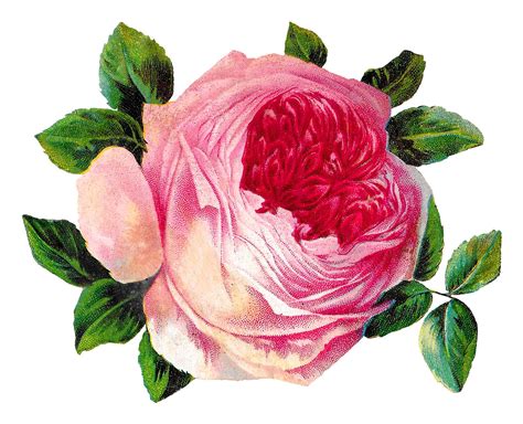 Antique Images Free Pink Shabby Chic Rose Flower Botanical Art