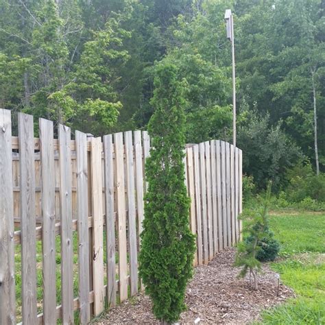 Plant Thuja Occidentalis Degroots Spire By Tracy Woods Blevins In