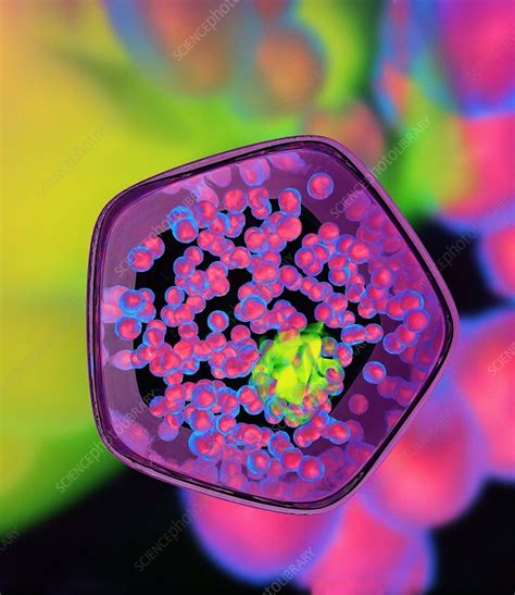 Plant Cell Artwork Stock Image F0029871 Science Photo Library