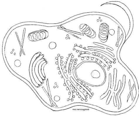 Animal cell coloring worksheet page answers plant key and wor. Biologycorner Com Plant Cell Coloring | Anatomy coloring ...