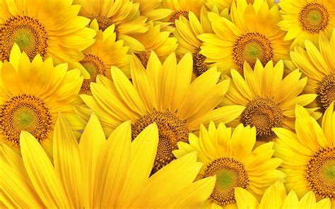 Hd Background Sunflower Wallpapers