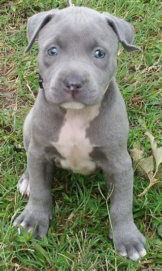 This coloring is often referred to as dappled or mottled. Related image result | Pitbulls, Blue brindle pitbull, Dogs