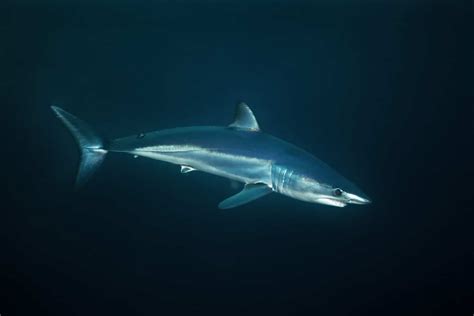 Discover The Largest Mako Shark Ever Recorded A Z Animals