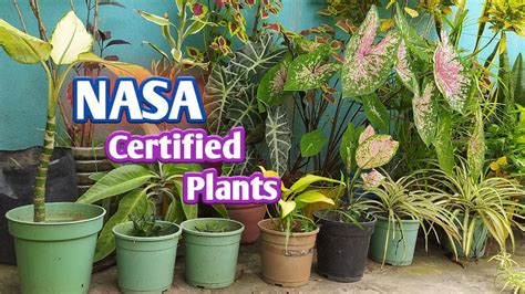 Nasa Approved Houseplants For Improving Indoor Air Quality Nasa