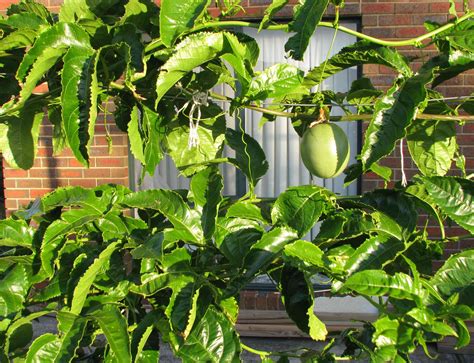 My Edible Fruit Trees Passionfruit Vines Vic