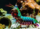 Meet the Mantis Shrimp. An Authentic Boxer of the Animal World - The ...