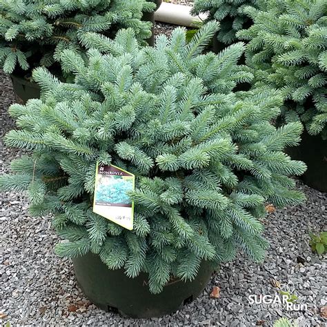 Standard sized blue spruce trees grow to a height between 82 and 89 feet (approximately 25 to 30 meters), but this particular dwarf only reaches heights between 3 and 5 feet (approximately 1 to 1.5 meters) within a 10 year span of time. Dwarf Globosa Blue Spruce | Landscape Express