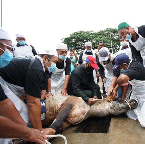 Masjid zaid bin haritsah jalan gombak 53100 kuala lumpur, wilayah persekutuan kuala lumpur malaysia. Acara Ibadah Korban Aidiladha di Masjid An-Nur, Kg. Wira ...