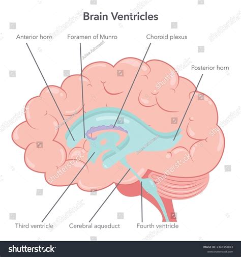 Human Brain Ventricles Anatomy Vector Royalty Free Stock Vector