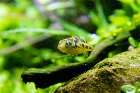 Perfect Pea Puffer Is This Cute Dwarf Fish Ideal For Your Tank