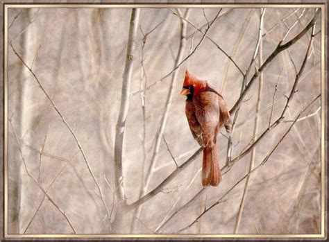 Northern Cardinal Cardinalis Cardinalis 홍관조 Image Only