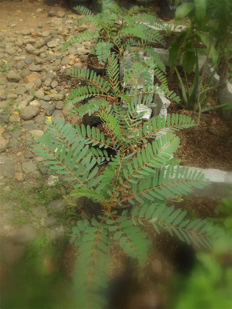 Keboen Herba Pohon Turi Merah