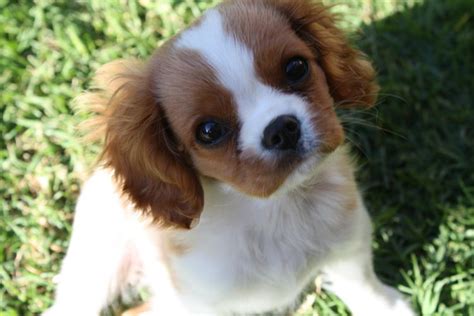 As reputable cavalier king charles spaniel dog breeders in florida, we will be happy to answer any questions you may have about our dogs and puppies. Dogs - Hempstead, NY - Free Classified Ads