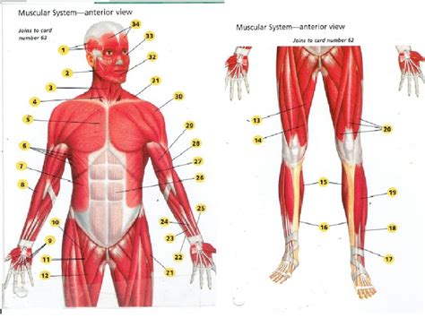 Muscular System Anterior View Diagram Quizlet