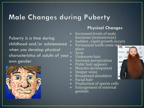 PPT Male Puberty And Reproduction PowerPoint Presentation Free