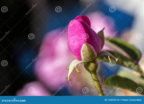 Rose Bud Pink Close Up Stock Photo Image Of Blossom 110475110