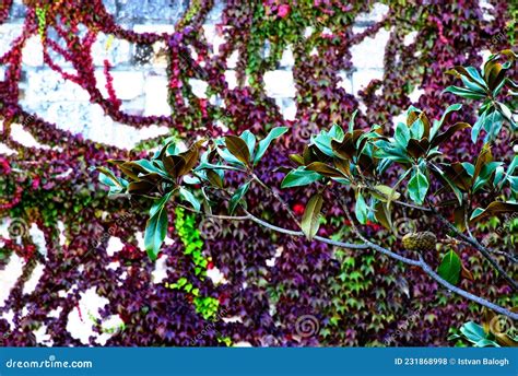 Deep Green Waxy Evergreen Leaves On Skinny Tree Branch With Blurred