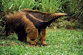 Physical characteristics and diet of anteaters | Britannica