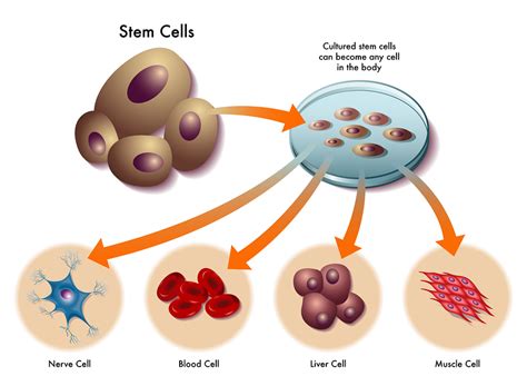 Stem Cells Civic Issues Blog
