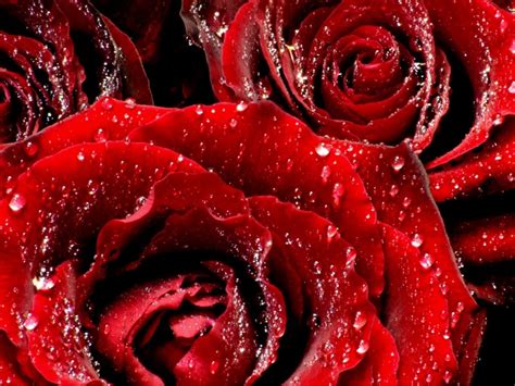 Red Roses 6 Wallpapers Hd Wallpapers Id 5761