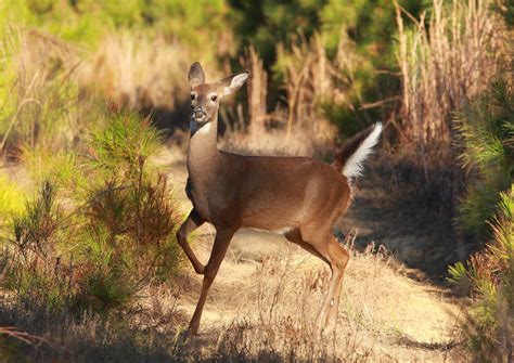 Filewhite Tailed Deer 52 Wikimedia Commons