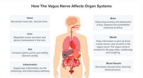 How To Stimulate The Vagus Nerve For Mind Body Health Be Brain Fit