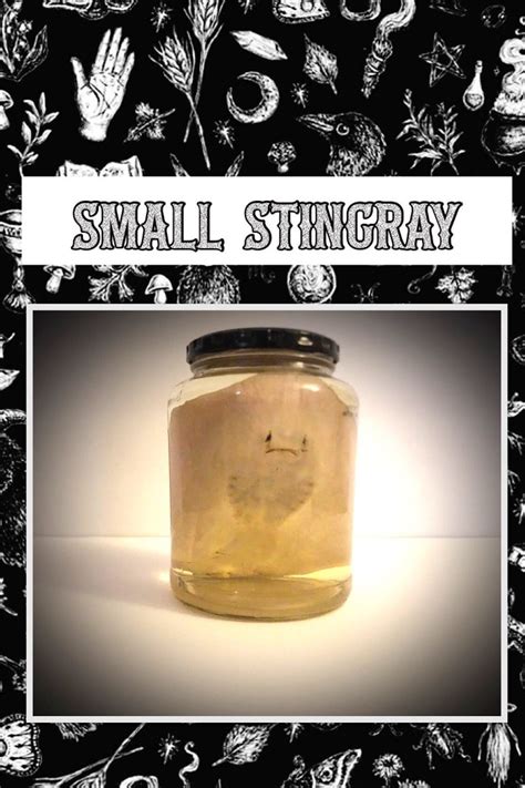 Stingray Wet Specimen Etsy