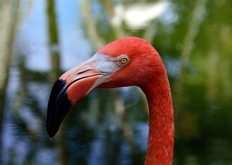 Flamingo Eye Photograph By Kevin Johnson Rapuano Fine Art America
