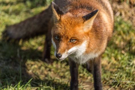 Zenfolio John Cummings Photography Wildlife Of Britain Red Fox