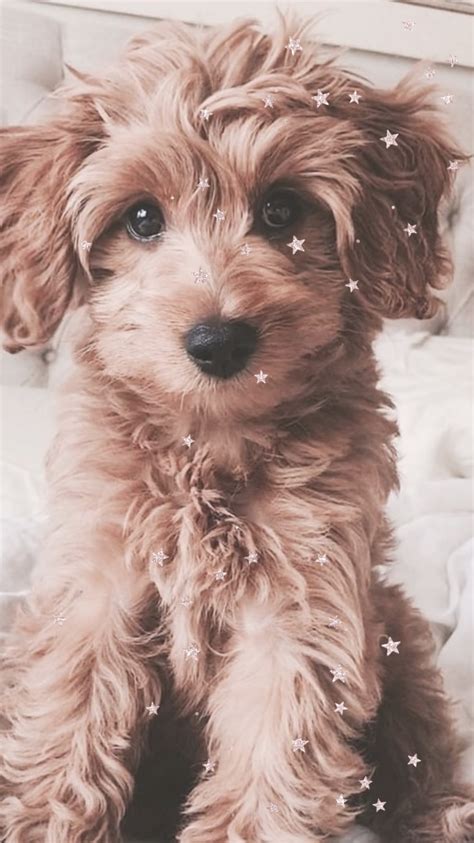 Free Iphone Wallpapers Cute Dog Wallpaper Cute Puppies Cute Baby
