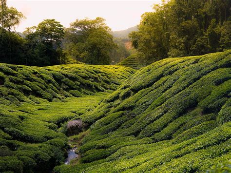 Rock slope stability in cameron highland 1) introduction 2) problem statements. Cameron Highlands (Maleisië) | Reisinformatie & Tips ...