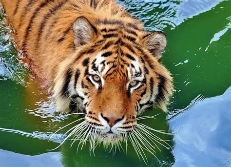 Tiger In Water Wallpaper Hd