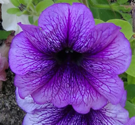Free Images Flowers Flower Flowering Plant Petal Purple Blue
