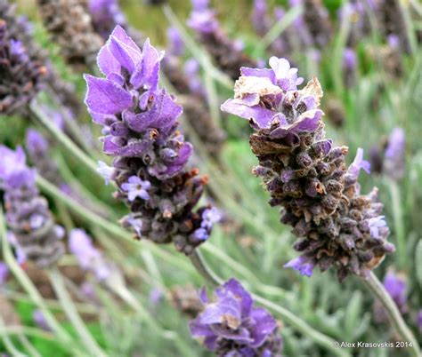 Aggregata Plants And Gardens French Lavender Is A Great Choice For An Ornamental Or Hedging Plant