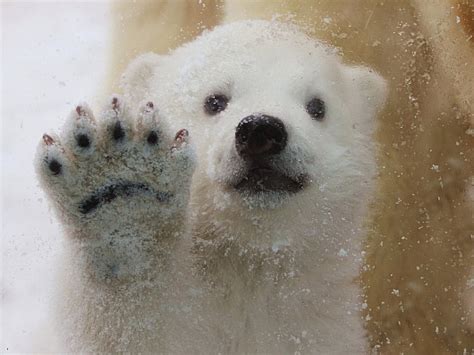 Polar Bear Cub Waves Hello At Aalborg Zoo 1
