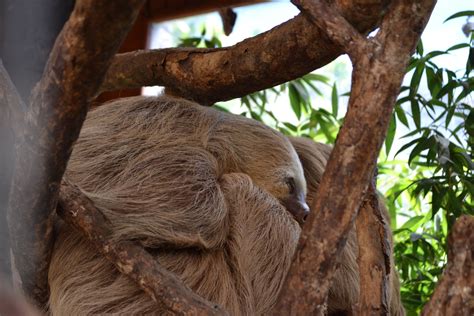 Sleeping Sloth Koala Bear Animals Sloth