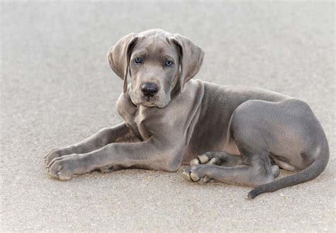 A great dane puppy weighs between 5 to 8 lbs (2.2 to 3.6 kg), but it does not stay small for long. Great Dane Spay / Neuter: A Helpful Guide for Owners ...