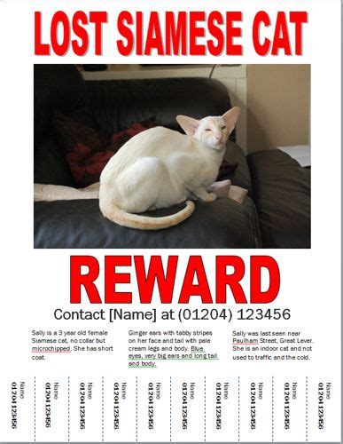 Swap out the image with a recent photo of the missing cat and print out and distribute this flyer around the. Missing Cat Poster - How to Make a Lost Cat Poster | Animali
