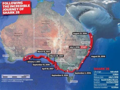 Shark Migration Great White Shark 28 Travels From Nsw