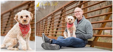 Ruby The Cavapoo Pittsburgh Dog Photography Bark And Gold Photography