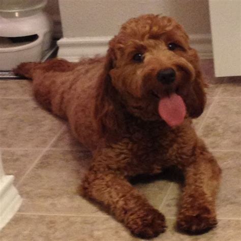 Red goldendoodles, like all goldendoodles, need daily exercise and plenty of brain games or mental stimulation. Mini #goldendoodle - love the red color! | Mini ...