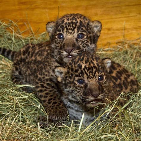 Spot On Newly Born Jaguar Cubs At San Diego Zoo Baby Animals